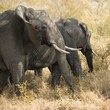 herd of elephants - Kugger - South Africa herd of elephants - Kugger - South Africa