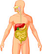 Digestive System