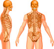 Torso Skeleton