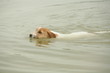 Jack Russell qui nage