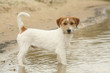 Jack Russell les pattes dans l'eau