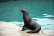 Sea lion