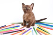 Burmese kitten on white background Burmese kitten on white background