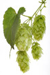 Isolierte Hopfendolden 2