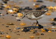 Semipalmated Sandpiper on a pebbled beach. Semipalmated Sandpiper on a pebbled beach.