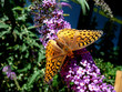 Zerene Fritillary