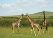 Three African giraffe in Masai Mara Kenya Africa.