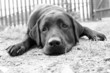 Sad dog in B&W (e.g. can be used for ‘Missing You’ postcards)