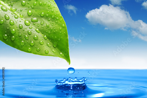green leaf and water drop