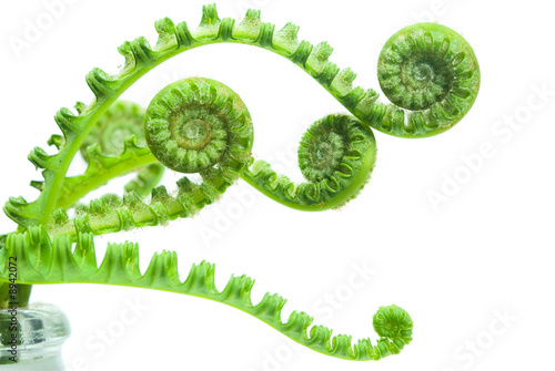 Foto: fern fern