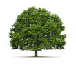 Arbre (chêne) sur fond blanc
