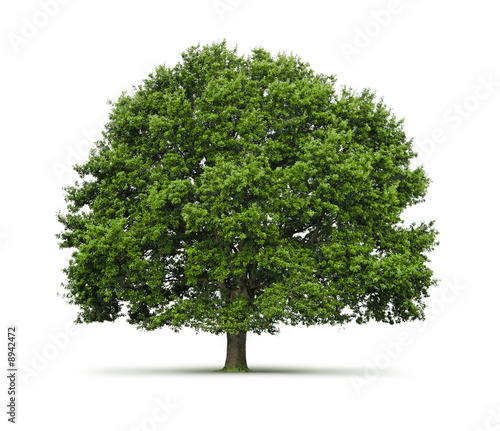 Photo: Arbre (chêne) sur fond blanc Arbre (chêne) sur fond blanc