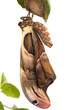 moth