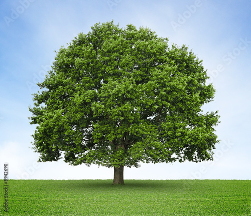 Photo: Arbre (chêne) sur prairie et fond de ciel bleu Arbre (chêne) sur prairie et fond de ciel bleu