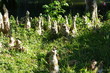 Excroissances de racines, Jardin , Rio de Janeiro, Brésil.
