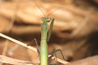 mantis religiosa