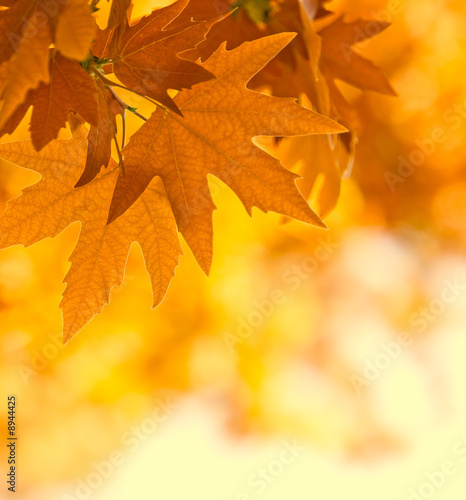 autumn leaves, very shallow focus