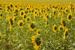 sonnenblumenfeld