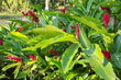 Plantes exotiques dans un jardin tropical, Rio, Brésil