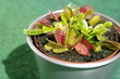 Foto: Dionaea Fliegenfalle Dionaea Fliegenfalle