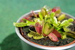 Foto: Dionaea Fliegenfalle Dionaea Fliegenfalle