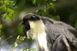 Photo of a Diana Monkey (Guenon)
