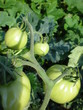 Tomates vertes dans un jardin potager
