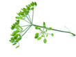 Wilder Fenchel