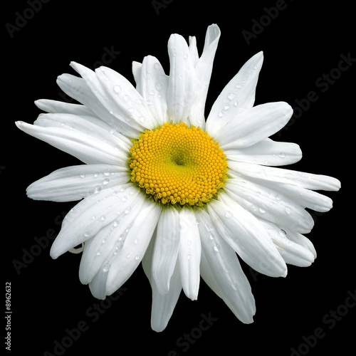 marguerite humide