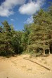 la forêt de pin