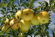 grappe de pomme