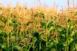 corn corn