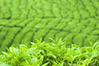 Tea Leaf with Plantation in the Background (Morning)