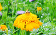 bee on a beauty flower