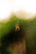 Spinne