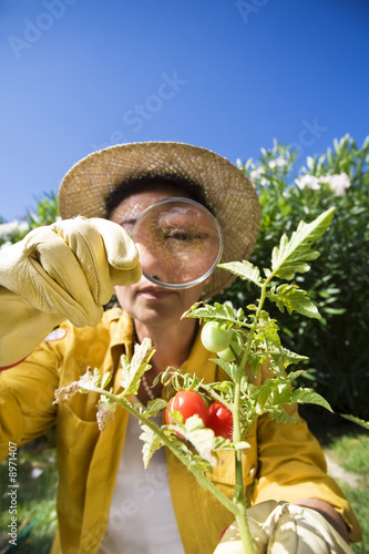 Photo: Senior woman looking at tomato with magnifying glass Senior woman looking at tomato with magnifying glass