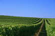 Vigne de la loire Vigne de la loire