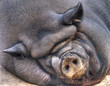 Hängebauchschwein