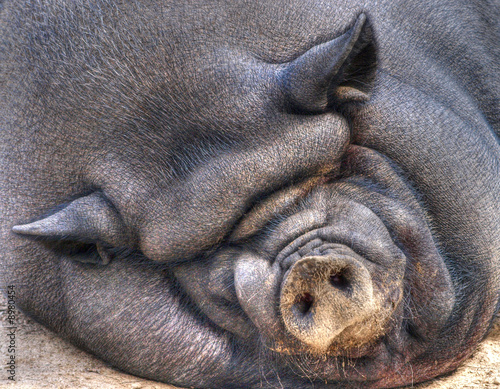 Foto: Hängebauchschwein Hängebauchschwein