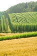 A field of hops in late summer, ready to be harvested. A field of hops in late summer, ready to be harvested.
