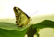 Clipper Butterfly  Under wing on  banana leaf