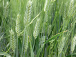 les blés verts