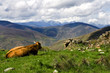 Cow with a view
