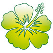 Hibiscus-2 Hibiscus-2