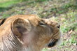 tête de lionne tête de lionne