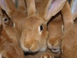lapins
