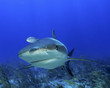 Shark head-on