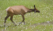 Female elk on a meadow