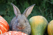 Rabbit  in garden and vegetables