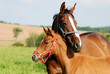 Photo en ligne au meilleur prix mother's love